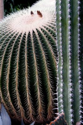 aufgenommen am 1.1.06 im Botanischen Garten Erlangen